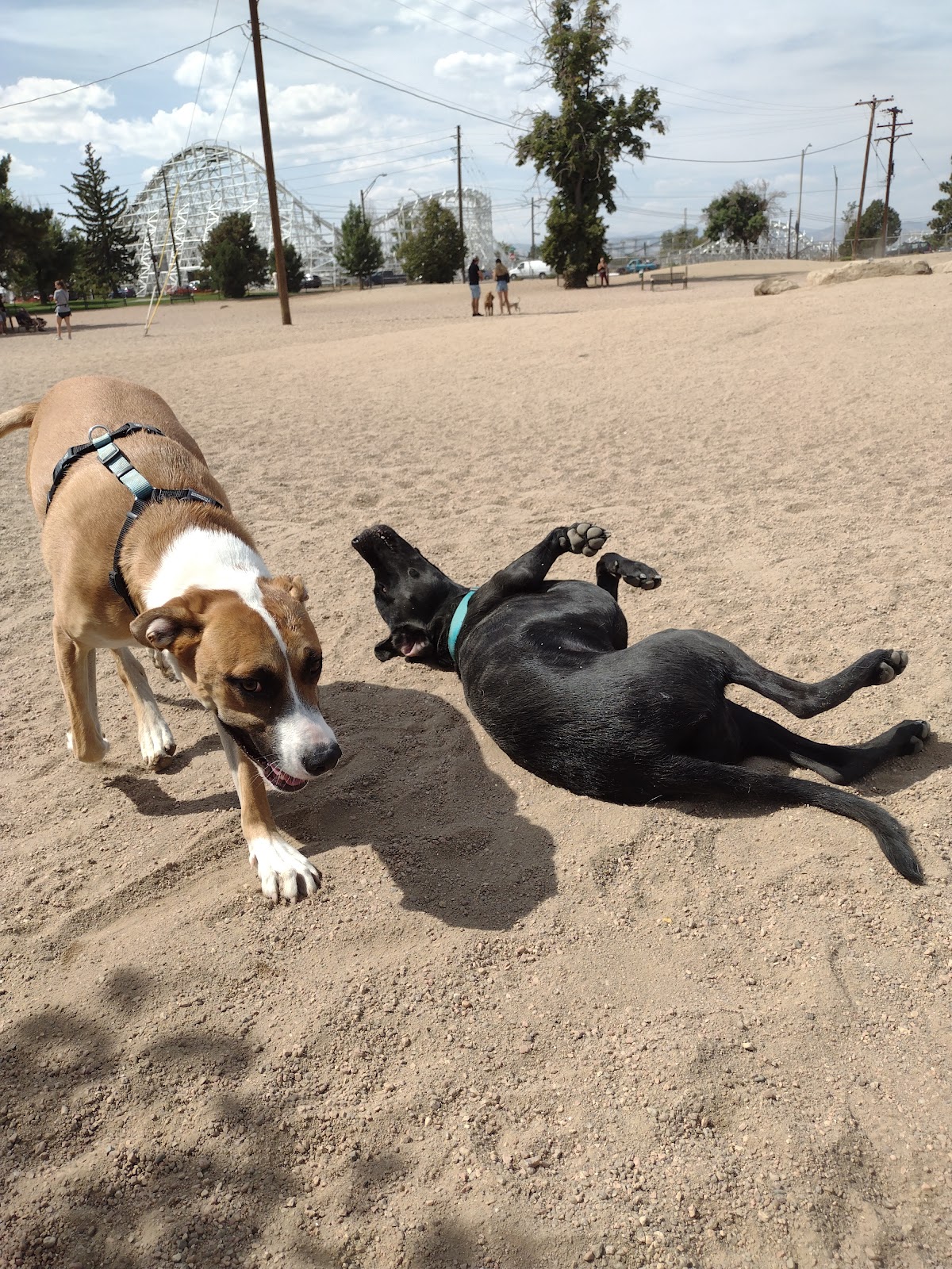Berkeley Leashless Dog Park