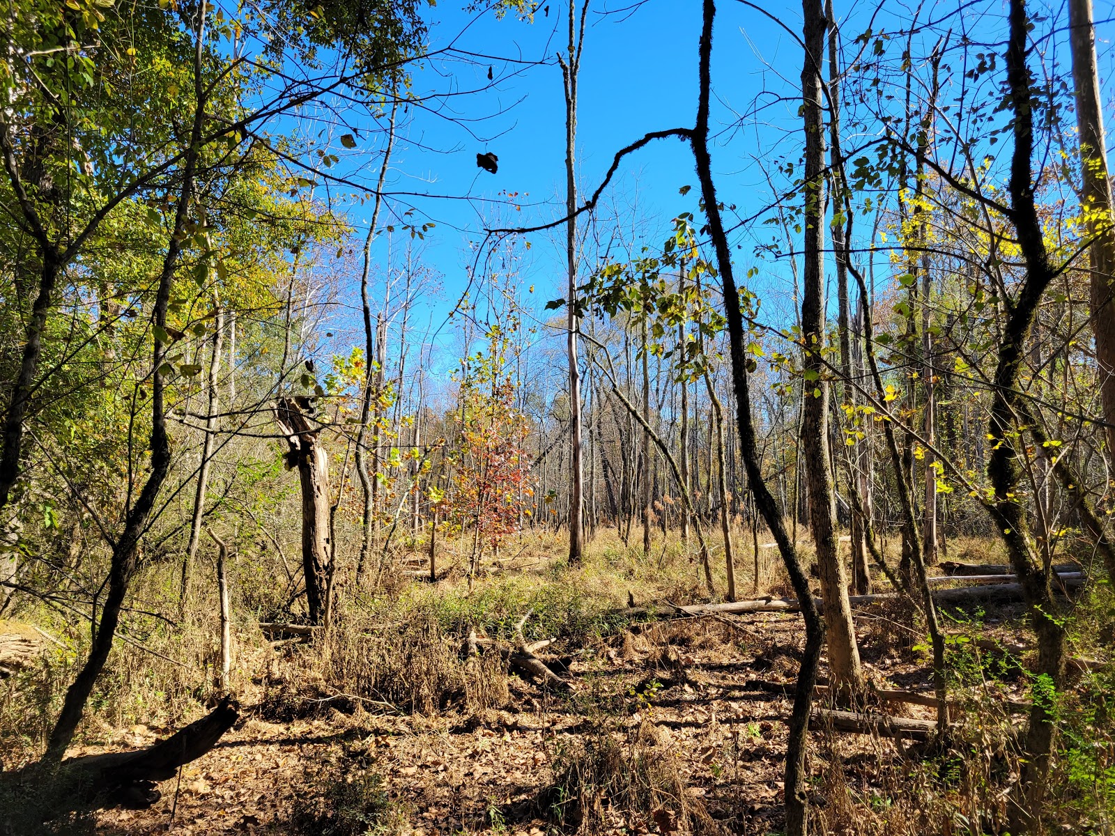 Suwanee Creek Park