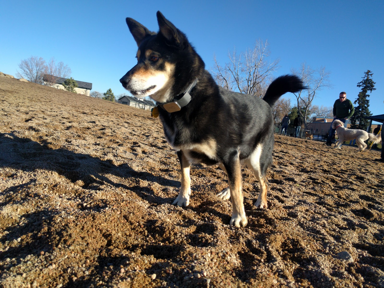 Berkeley Leashless Dog Park