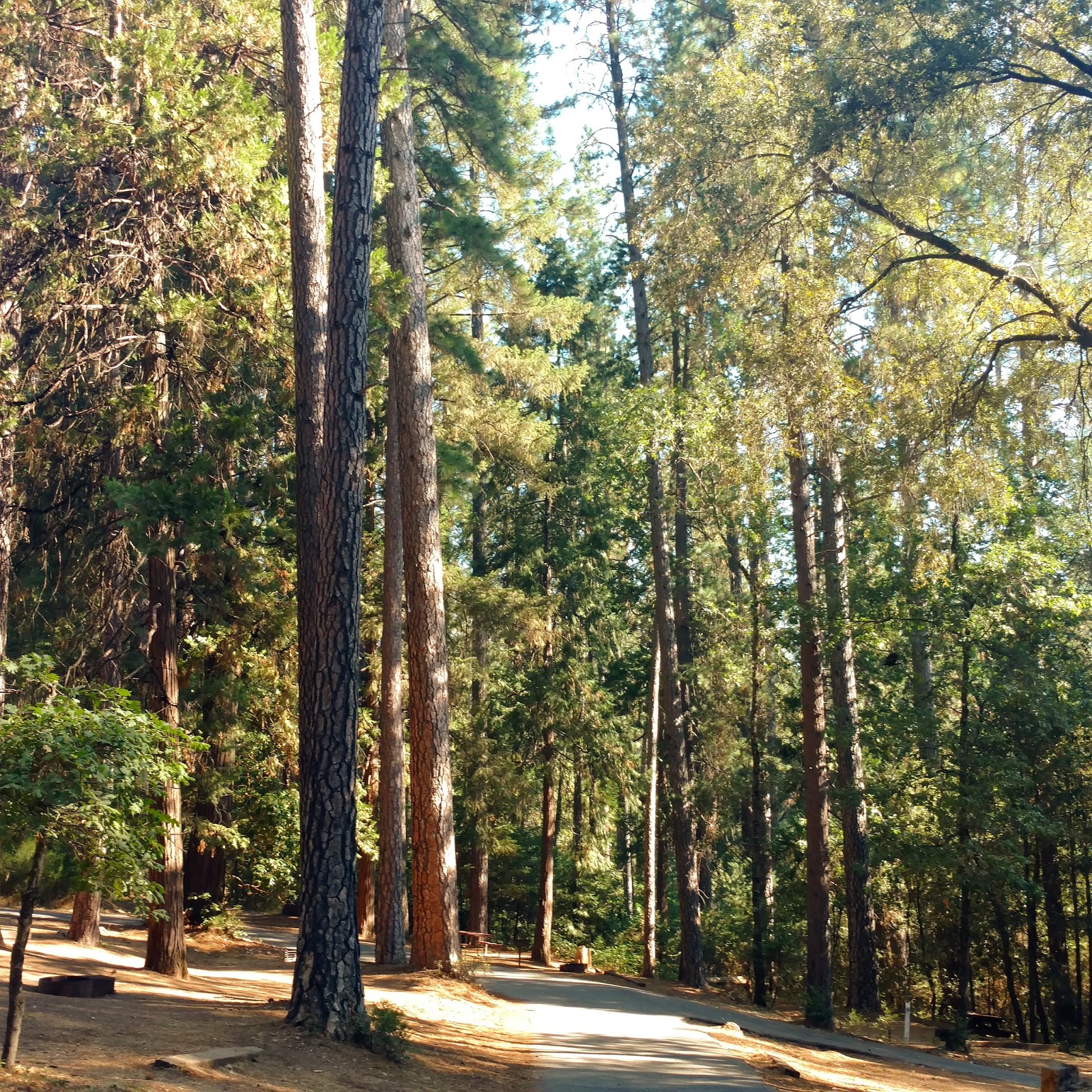 Orchard Springs