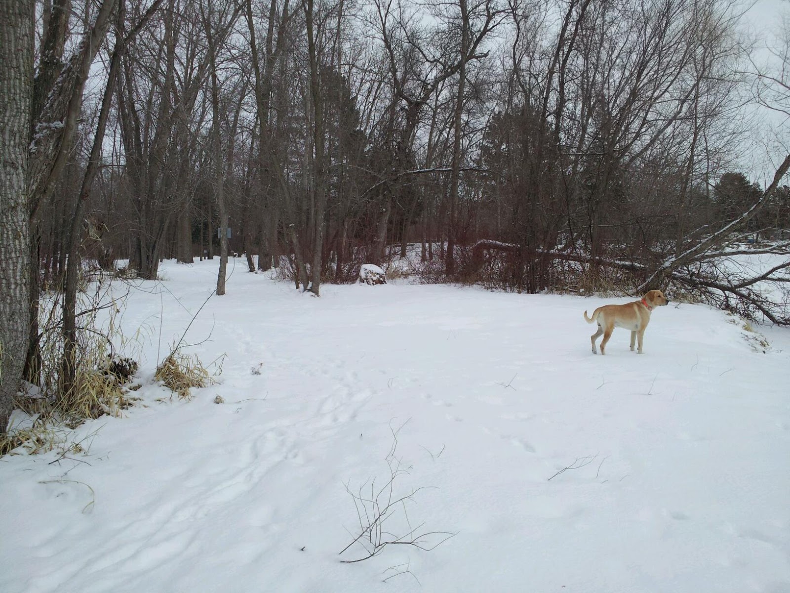 Wapiti Park Campground