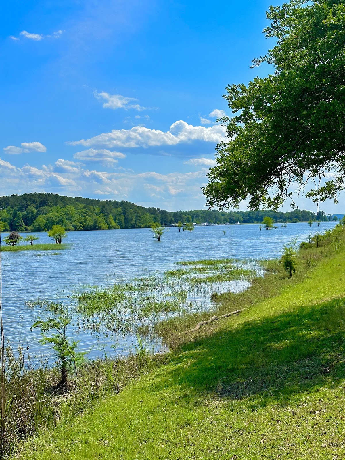 Cotton Hill Park