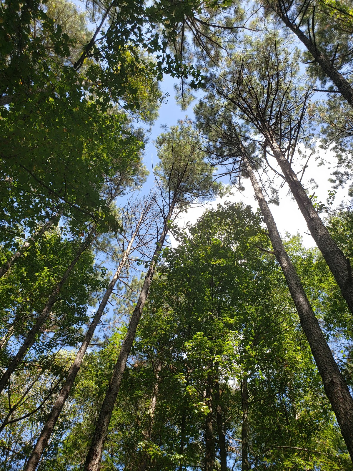 Suwanee Creek Park