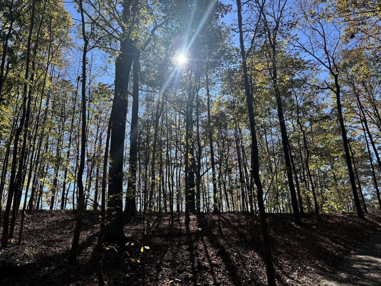 Suwanee Creek Park
