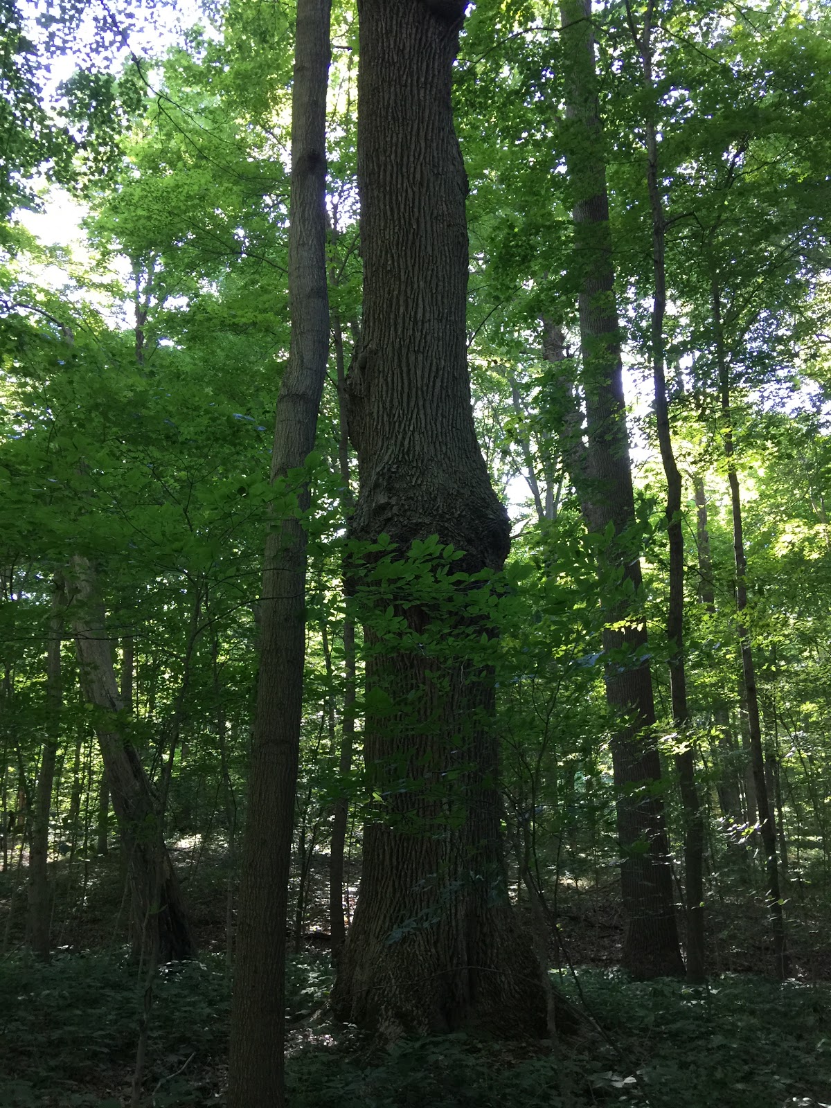 Shades State Park