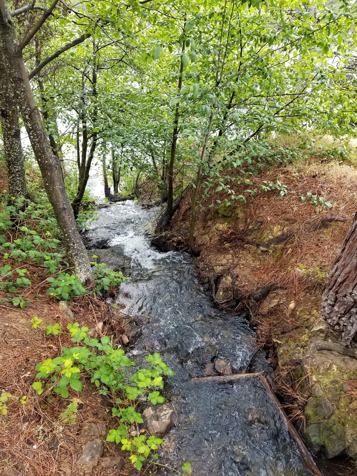 Orchard Springs