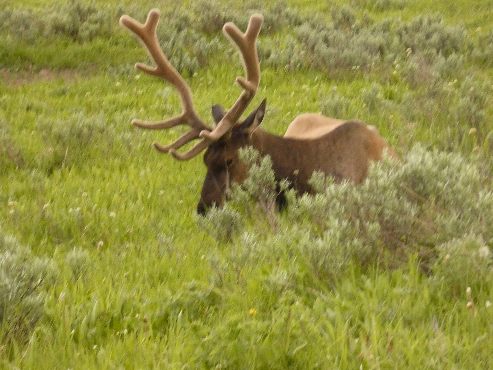 Elk Fork Campground